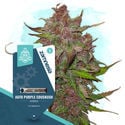 Kings of Kush Pack - Autoflowering Strains