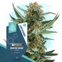 Small Plants Pack - Autoflowering Strains