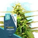 Small Plants Pack - Autoflowering Strains