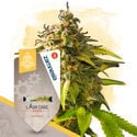 Small Plants Pack - Autoflowering Strains