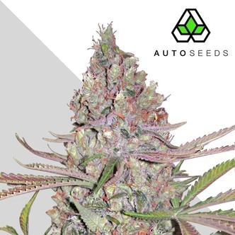 Berry Ryder (Auto Seeds) feminized