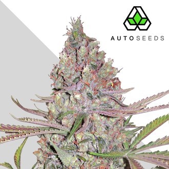Berry Ryder Automatic (Auto Seeds) feminized