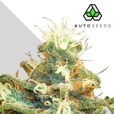 Polar Express (Auto Seeds) feminized