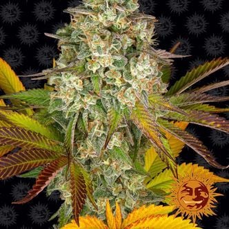 Cookies Kush Auto (Barney's Farm) Feminized