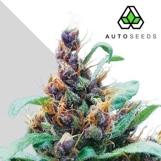 Purple Stilton (Auto Seeds) feminized