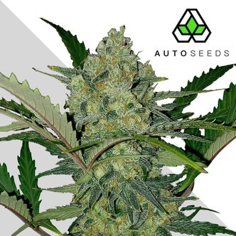 Ultra Lemon Haze (Auto Seeds) feminized