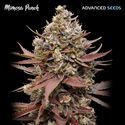 Mimosa Punch (Advanced Seeds) Feminized