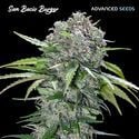 San Bacio Burger (Advanced Seeds) Feminized