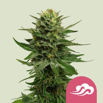 Blue Mystic (Royal Queen Seeds) feminized