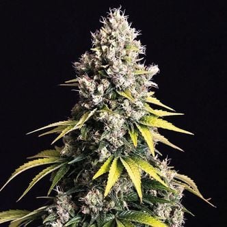 Lemon Cream Kush Automatic (Spliff Seeds) Feminized