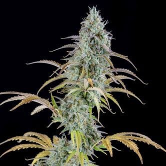 AK Automatic (Spliff Seeds) feminized