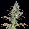 AK Automatic (Spliff Seeds) Feminized