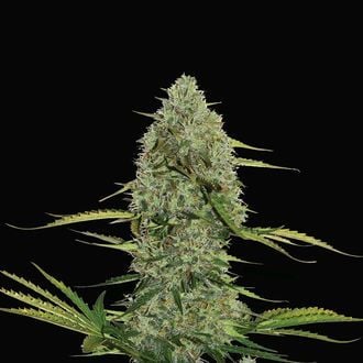 Mega Power Plant Automatic (Spliff Seeds) Feminized