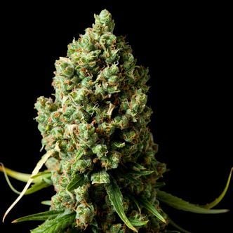 Amnesiac (Spliff Seeds) feminized