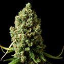 Amnesiac (Spliff Seeds) Feminized