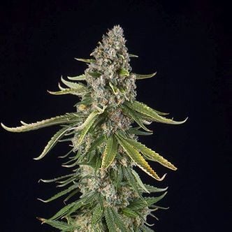 Zkittlez Automatic (Spliff Seeds) feminized