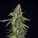 Zkittlez Automatic (Spliff Seeds) Feminized