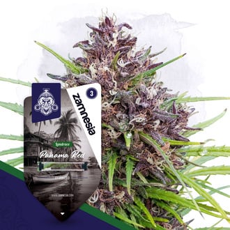 Panama Red (Zamnesia Seeds) Feminized