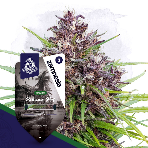 Panama Red (Zamnesia Seeds) Feminized