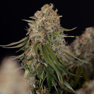 Runtz F1 Automatic (Zamnesia Seeds) Feminized