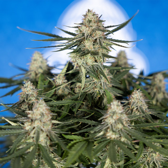 Do-Si-Dos F1 Automatic (Zamnesia Seeds) Feminized