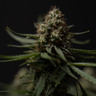 Do-Si-Dos F1 Automatic (Zamnesia Seeds) Feminized