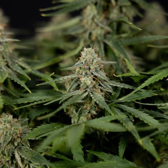 Do-Si-Dos F1 Automatic (Zamnesia Seeds) Feminized