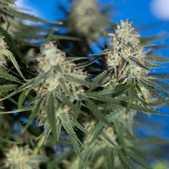 Do-Si-Dos F1 Automatic (Zamnesia Seeds) Feminized