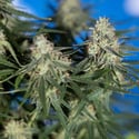 Do-Si-Dos F1 Automatic (Zamnesia Seeds) Feminized