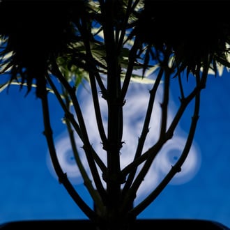 Do-Si-Dos F1 Automatic (Zamnesia Seeds) Feminized