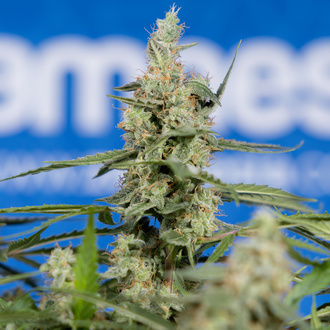 Do-Si-Dos F1 Automatic (Zamnesia Seeds) Feminized