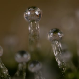 Do-Si-Dos F1 Automatic (Zamnesia Seeds) Feminized