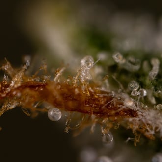 Do-Si-Dos F1 Automatic (Zamnesia Seeds) Feminized