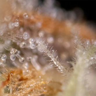 Watermelon Candy F1 Automatic (Zamnesia Seeds) Feminized