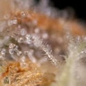 Watermelon Candy F1 Automatic (Zamnesia Seeds) Feminized