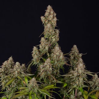 Wurlz F1 Automatic (Zamnesia Seeds) Feminized