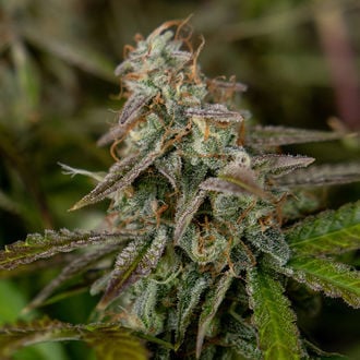 Wurlz F1 Automatic (Zamnesia Seeds) Feminized