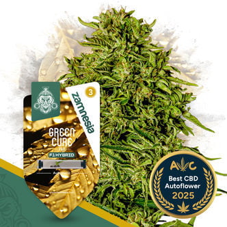 Green Cure CBD F1 Automatic (Zamnesia Seeds) Feminized