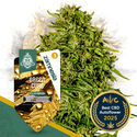 Green Cure CBD F1 Automatic (Zamnesia Seeds) Feminized