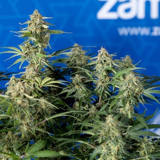 Green Cure CBD F1 Automatic (Zamnesia Seeds) Feminized