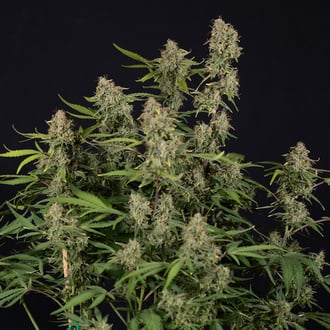 Green Cure CBD F1 Automatic (Zamnesia Seeds) Feminized