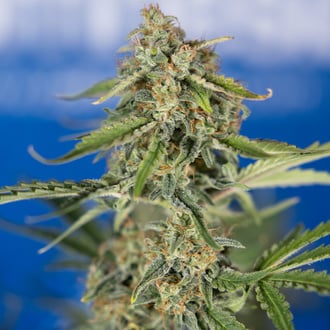 Green Cure CBD F1 Automatic (Zamnesia Seeds) Feminized