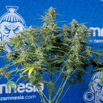 Green Cure CBD F1 Automatic (Zamnesia Seeds) Feminized