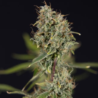 Green Cure CBD F1 Automatic (Zamnesia Seeds) Feminized