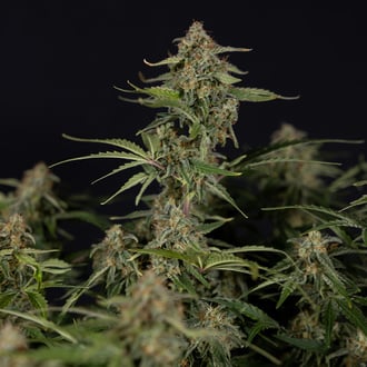 Green Cure CBD F1 Automatic (Zamnesia Seeds) Feminized