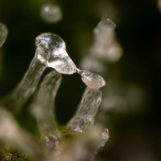 Green Cure CBD F1 Automatic (Zamnesia Seeds) Feminized