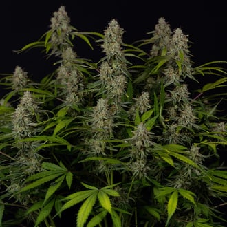 Green Crack F1 Automatic (Zamnesia Seeds) Feminized