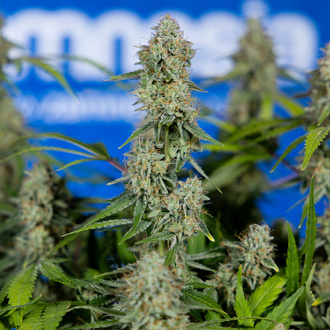 Green Crack F1 Automatic (Zamnesia Seeds) Feminized