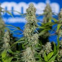 Green Crack F1 Automatic (Zamnesia Seeds) Feminized