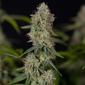 Green Crack F1 Automatic (Zamnesia Seeds) Feminized